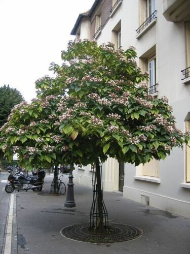 BG Store | Harlequin Glorybower, Clerodendron trichotomum, 20 Seeds (Fragrant, Showy) Ready To Ship