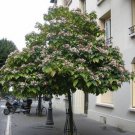 BG Store | Harlequin Glorybower, Clerodendron trichotomum, 20 Seeds (Fragrant, Showy) Ready To Ship