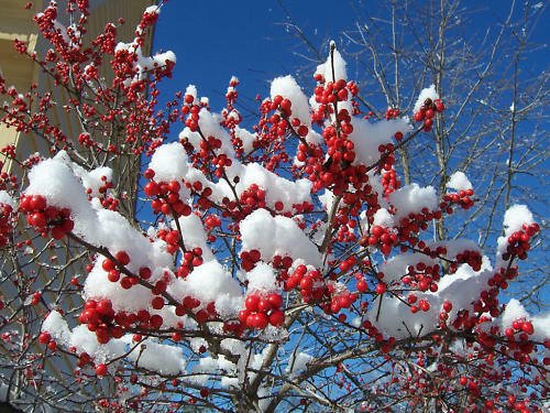 BG Store | Winterberry Holly, Ilex verticillata, Shrub 30 Seeds (Hardy, Showy) Ready To Ship
