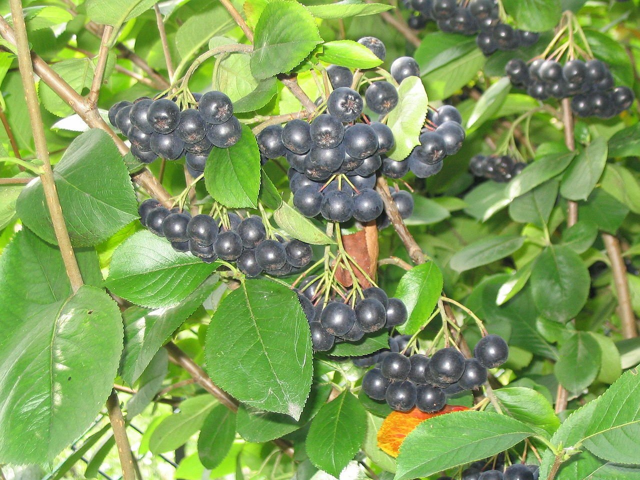 BG Store | Black Chokeberry Shrub, Aronia melanocarpa, 1 Ounce Seeds (Edible, Fall Color, Hardy)