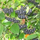 BG Store | Black Chokeberry Shrub, Aronia melanocarpa, 1 Ounce Seeds (Edible, Fall Color, Hardy)