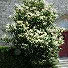 BG Store | Japanese Tree Lilac, Syringa reticulata, 60 Seeds (Fast, Fragrant, Hardy) Ready To Ship
