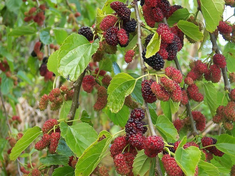 BG Store | Black Mulberry, Morus nigra, 50 Seeds (Hardy, Edible) Ready To Ship
