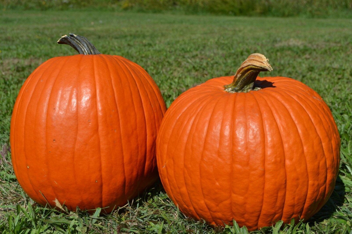 BG Store | Big Max Pumpkin, Cucurbita pepo Big Max, 60 Seeds Ready To Ship
