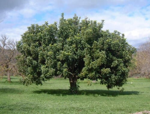 BG Store | Carob Tree, Ceratonia siliqua, 60 Seeds (Edible, Evergreen) Ready To Ship