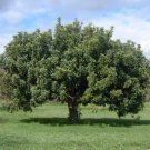 BG Store | Carob Tree, Ceratonia siliqua, 60 Seeds (Edible, Evergreen) Ready To Ship