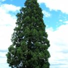 BG Store | Giant Sequoia, Sequoiadendron giganteum, 30 Seeds (Fast, Evergreen, Bonsai) Ready To Ship