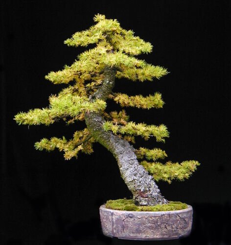 BG Store | Japanese Larch, Larix leptolepis, (Larix kaempferi) 30 Seeds, (Fall Color) Ready To Ship