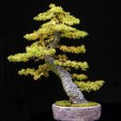 BG Store | Japanese Larch, Larix leptolepis, (Larix kaempferi) 400 Seeds, (Fall Color) Ready To Ship