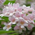 BG Store | Beauty Bush, Kolkwitzia amabilis, 400 Shrub Seeds (Fast, Showy, Fall Color, Hardy)