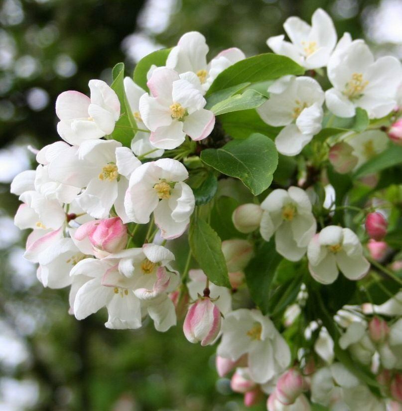 BG Store | Siberian Crab Apple, Malus baccata, 100 Seeds, (Fast, Fragrant, Hardy) Ready To Ship