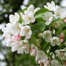 BG Store | Siberian Crab Apple, Malus baccata, 400 Seeds, (Fast, Fragrant, Hardy) Ready To Ship