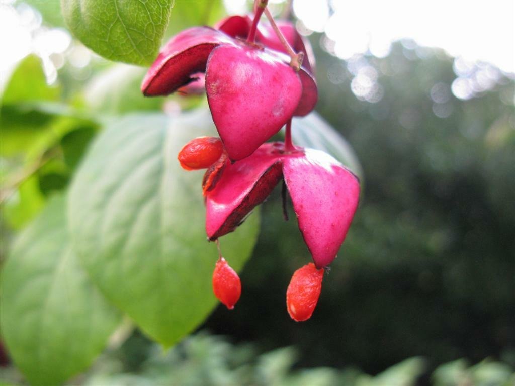 Scarlet Euonymus, Euonymus sachalinensis, 800 Shrub Seeds (Fall Color, Showy) Ready To Ship