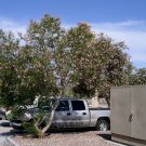 Desert Willow, Chilopsis linearis, 100 Seeds (Fast, Showy, Fragrant) Ready To Shipp