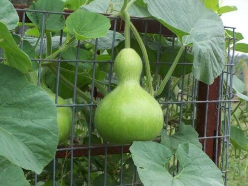 BG Store | Birdhouse Bottle Gourd, Lagenaria siceraria, 120 Seeds Ready To Ship