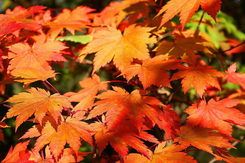 Full Moon Maple, Acer japonicum, 120 Seeds (Fall Color, Bonsai, Hardy, Easy) Ready To Ship