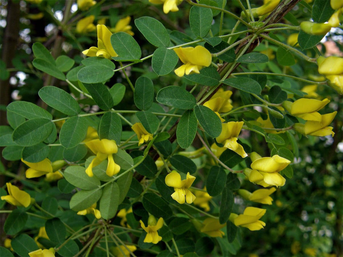 BG Store | Siberian Pea Tree, Caragana arborescens, 30 Seeds (Hardy, Fragrant, Hedge) Ready To Ship