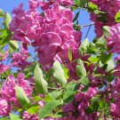 Arnot Bristly Locust, Robinia fertilis, Shrub 20 Seeds (Fast, Hardy, Fragrant) Ready To Ship
