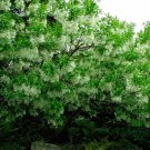 White Fringe Tree, Chionanthus virginicus, 10 Seeds (Showy, Fragrant, Fall Color) Ready To Ship
