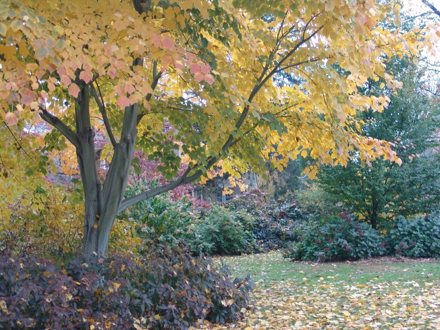 BG Store | Manchurian Striped Maple, (Snake Bark), Acer tegmentosum, 60 Seeds (Fast) Ready To Ship