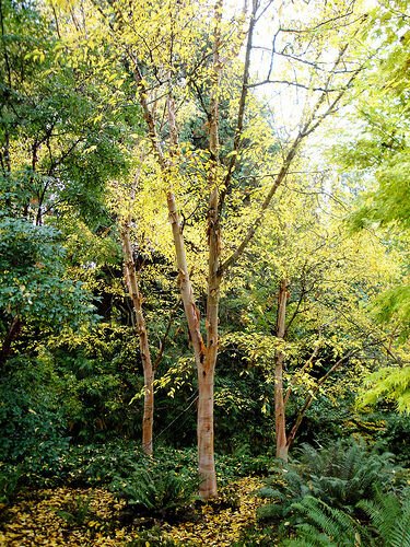BG Store | Chinese Red Birch, Betula albo sinensis, 50 Seeds (Fast, Fall Color, Hardy