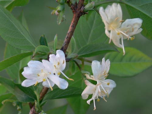 BG Store | Winter Honeysuckle, Lonicera fragrantissima, 150 Shrub Seeds, (Fast Fragrant Hardy) Ready