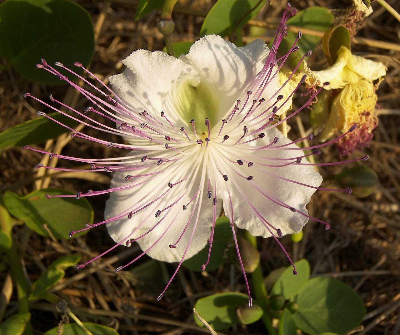 BG Store | Caper Bush, Capparis spinosa, 20 Seeds (Edible, Showy, Fragrant) Ready To Ship