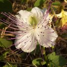 BG Store | Caper Bush, Capparis spinosa, 20 Seeds (Edible, Showy, Fragrant) Ready To Ship