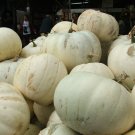 BG Store | Casper White Pumpkin, Cucurbita pepo, 10 Seeds (10-16 lbs) Ready To Ship