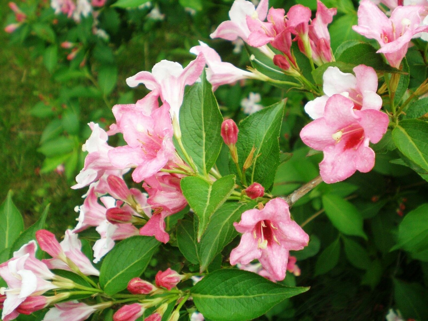 BG Store | Weigela florida, 600 Shrub Seeds (Fast, Showy, Hardy, Hummingbirds) Ready To Ship