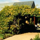BG Store | Hardy Kiwi, Actinidia arguta, 50 Vine Seeds (Fast, Fragrant, Edible) Ready To Ship