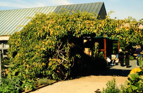 BG Store | Hardy Kiwi, Actinidia arguta, 300 Vine Seeds (Fast, Fragrant, Edible) Ready To Ship