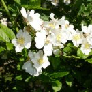 White Rugosa Rose, Rosa rugosa albiflora, 100 Shrub Seeds (Fast, Hardy, Fragrant) Ready To Ship