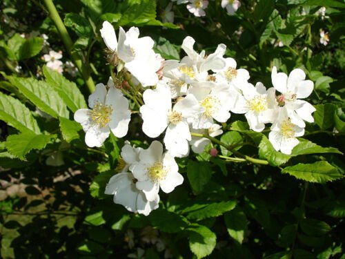 White Rugosa Rose, Rosa rugosa albiflora, 30 Shrub Seeds (Fast, Hardy, Fragrant)