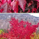 BG Store | Flame Amur Maple, Acer ginnala Flame, 30 Seeds (Fall Color, Hardy, Bonsai) Ready To Ship