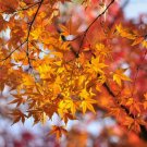 Painted Maple, Acer truncatum mono (Acer pictum), 20 Seeds (Showy Fall Color) Ready To Ship