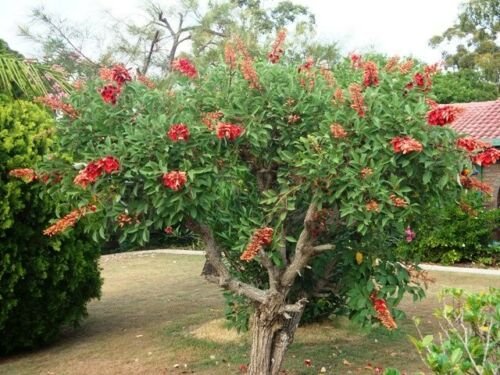 Coral Tree, Erythrina corallodendron, 5 Seeds (Showy Tropical, Hummingbirds) Ready To Ship