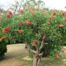 Coral Tree, Erythrina corallodendron, 5 Seeds (Showy Tropical, Hummingbirds) Ready To Ship