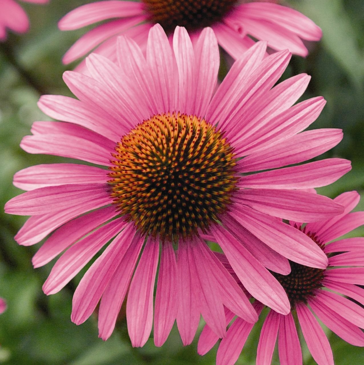 BG Store | Purple Coneflower, Echinacea purpurea, 300 Perennial Seeds (Fast, Showy) Ready To Ship