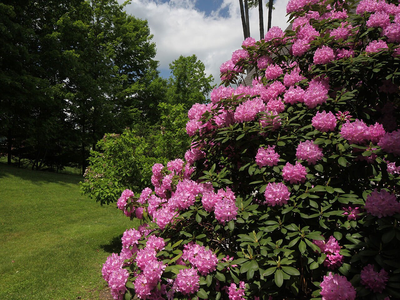 Rosebay Rhododendron, Rhododendron maximum, 150 Shrub Seeds (Showy Evergreen) Ready To Ship