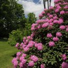Rosebay Rhododendron, Rhododendron maximum, 150 Shrub Seeds (Showy Evergreen) Ready To Ship