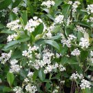 BG Store | Red Chokeberry, Aronia arbutifolia Brilliantissima, 30 Shrub Seeds (Fall Color) Ready To