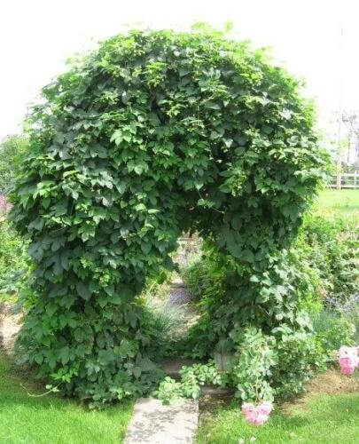 BG Store | Hops, Humulus lupulus, 20 Perennial Vine Seeds (Fast, Hardy, Edible) Ready To Ship