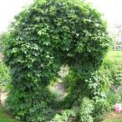 BG Store | Hops, Humulus lupulus, 20 Perennial Vine Seeds (Fast, Hardy, Edible) Ready To Ship