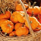 BG Store | Jack Be Little Pumpkin, Cucurbita pepo, 10 Seeds Ready To Ship