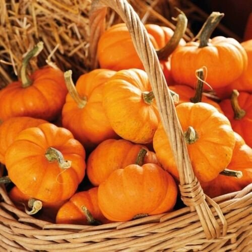 Jack Be Little Pumpkin, Cucurbita pepo, 30 Seeds Ready To Ship