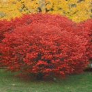 BG Store | Burning Bush, Euonymus alatus, 20 Seeds (Fall Color, Hardy, Hedge) Ready To Ship