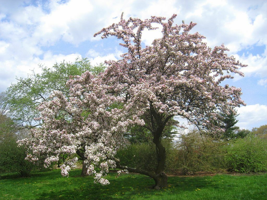 Tea Crabapple, Malus hupehensis, 30 Tree Seeds (Fast, Showy, Edible, Fall Color) Ready To Ship