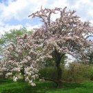 BG Store | Tea Crabapple, Malus hupehensis, 960 Tree Seeds (Fast, Showy, Edible, Fall Color) Ready T