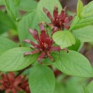 BG Store | Carolina Allspice, Calycanthus floridus, 30 Seeds (Fragrant, Showy, Fall Color)
